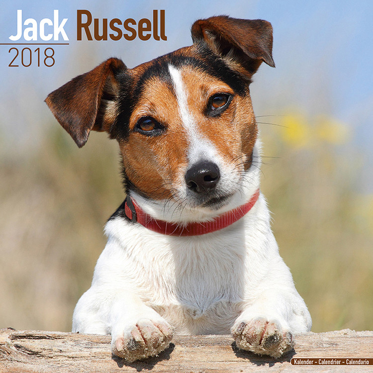 Naptár 2027 Jack Russell