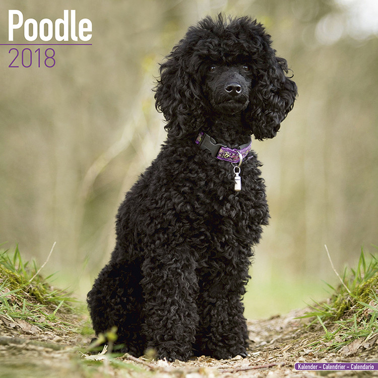 Naptár 2027 Poodle