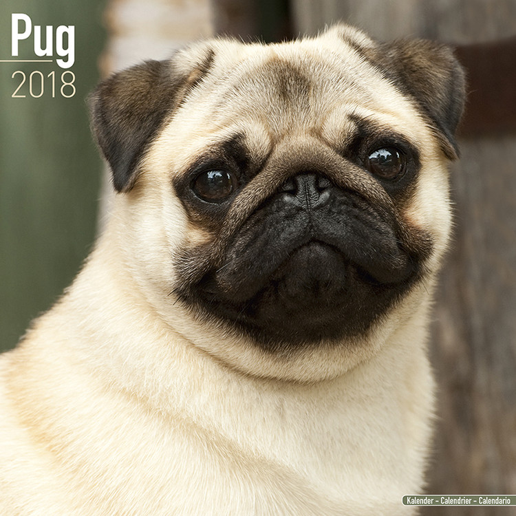 Naptár 2027 Pug