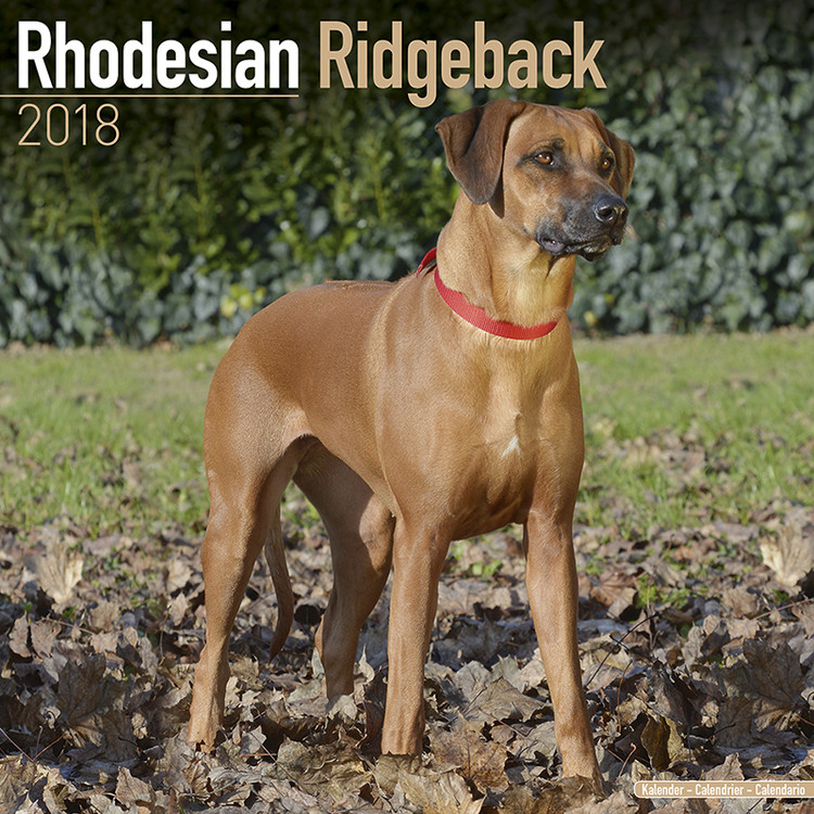 Calendrier 2027 Rhodesian Ridgeback