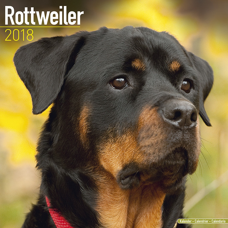 Naptár 2027 Rottweiler