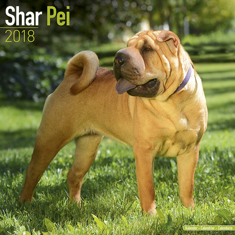 Naptár 2027 Shar Pei