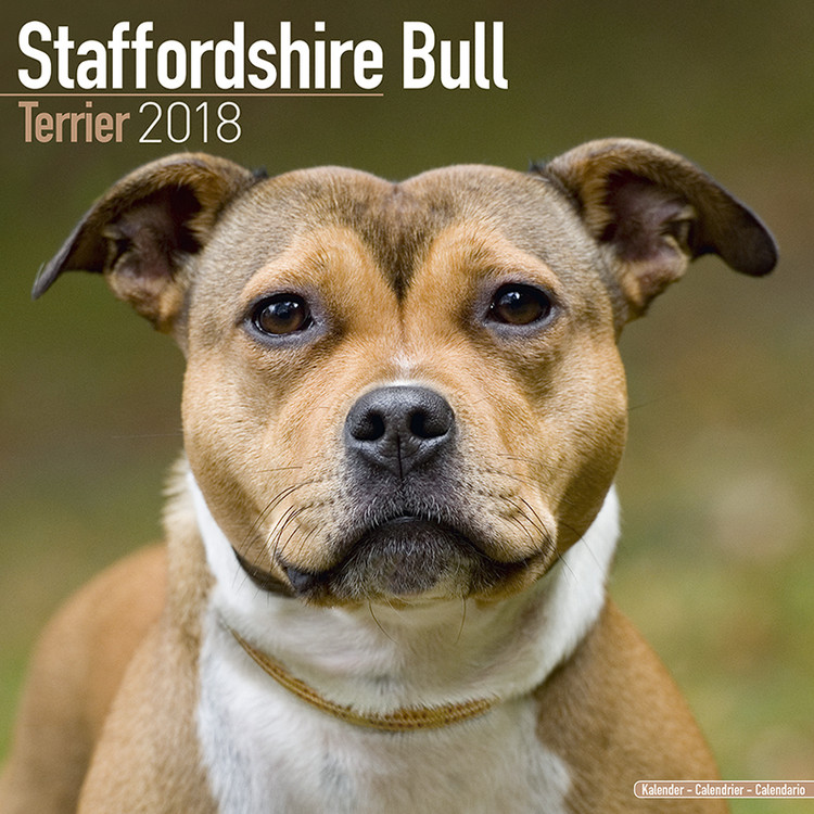 Calendario 2027 Staffordshire Bull Terrier