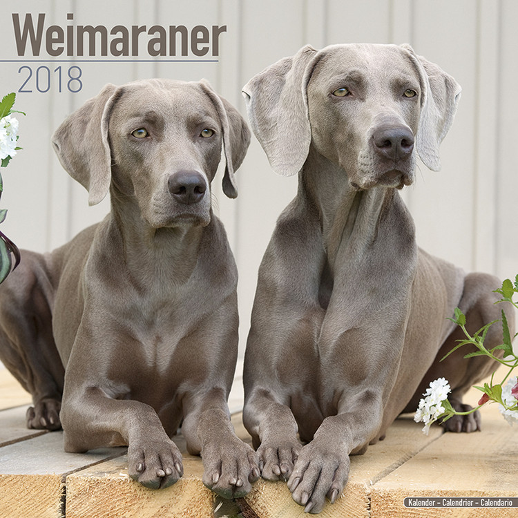Naptár 2027 Weimaraner