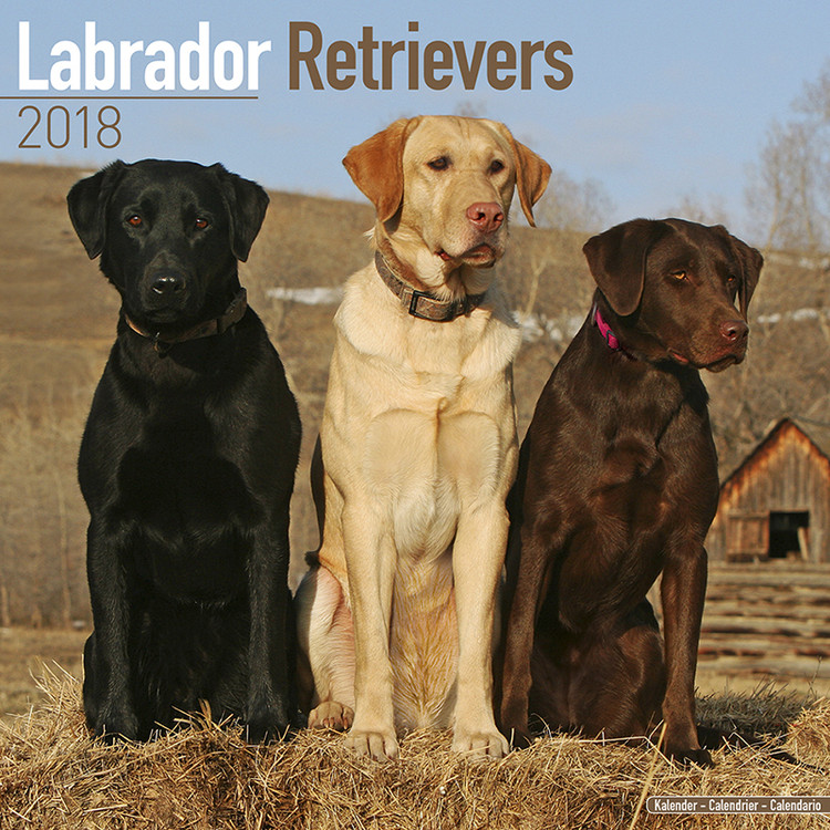 Naptár 2027 Labrador Ret (Mixed)