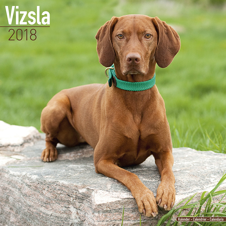Naptár 2027 Vizsla