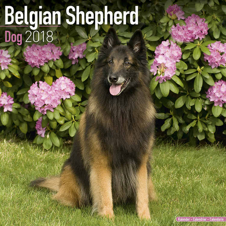 Naptár 2027 Belgian Shepherd Dog