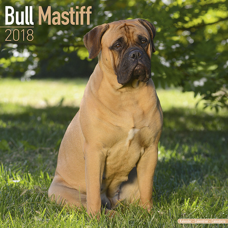 Calendario 2027 Bull Mastiff