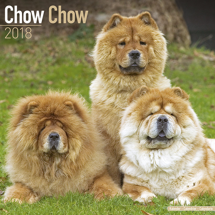 Naptár 2027 Chow Chow
