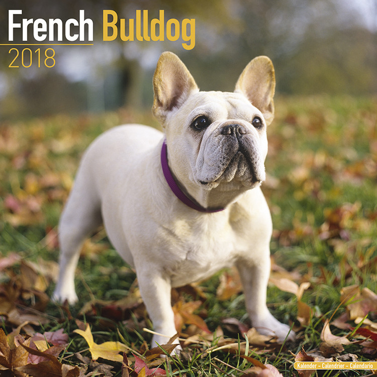 Calendario 2027 French Bulldog