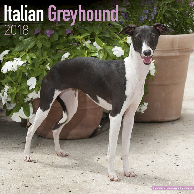 Kalender 2027 Italian Greyhound