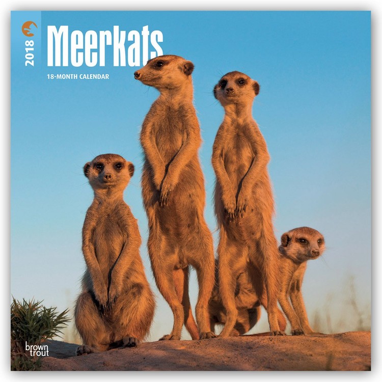 Calendrier 2027 Meerkats