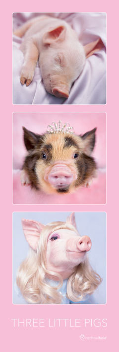Poster Rachael Hale – three little pigs