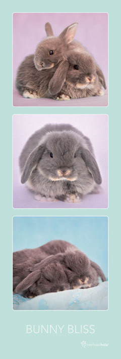 Poster Rachael Hale - bunny bliss