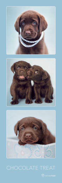 Poster Rachael Hale - chocolate treat
