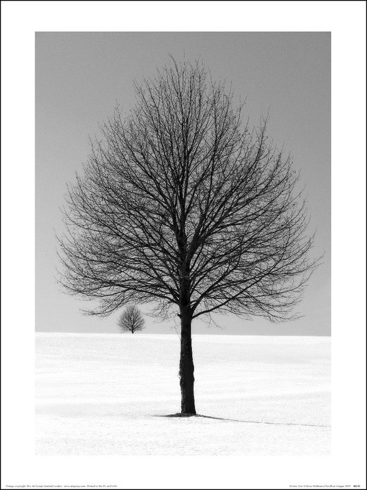 Kunstdruk Ilona Wellman - Winter Tree