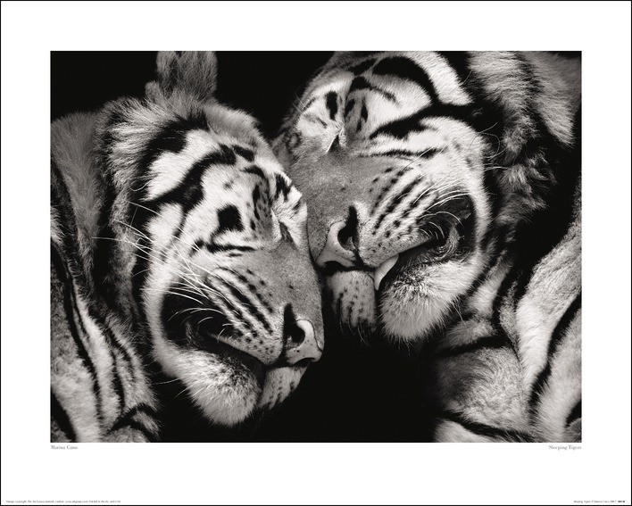 Umělecký tisk Marina Cano - Sleeping Tigers