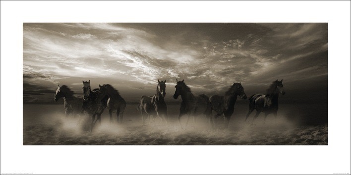Kunstdruck Malcolm Sanders - Wild Stampede