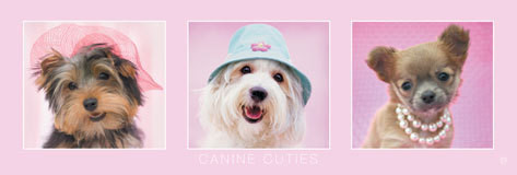 Plakát Rachael Hale - canine cuties
