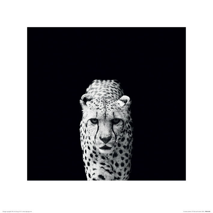 Umělecký tisk Nicolas Evariste - Acinonyx Jubatus