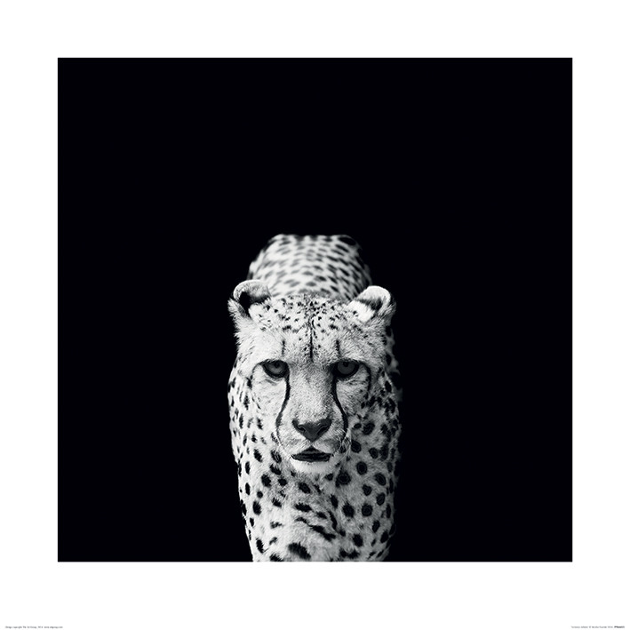 Umělecký tisk Nicolas Evariste - Acinonyx Jubatus