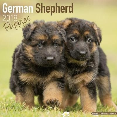Naptár 2027 German Shepherd