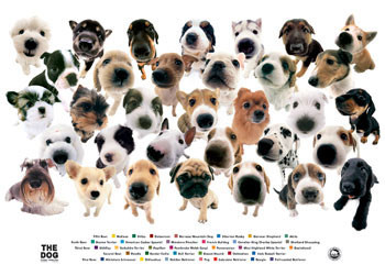 Poster The dog - collage