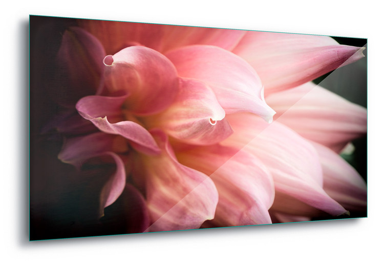 Skleněný Obraz Dahlia
