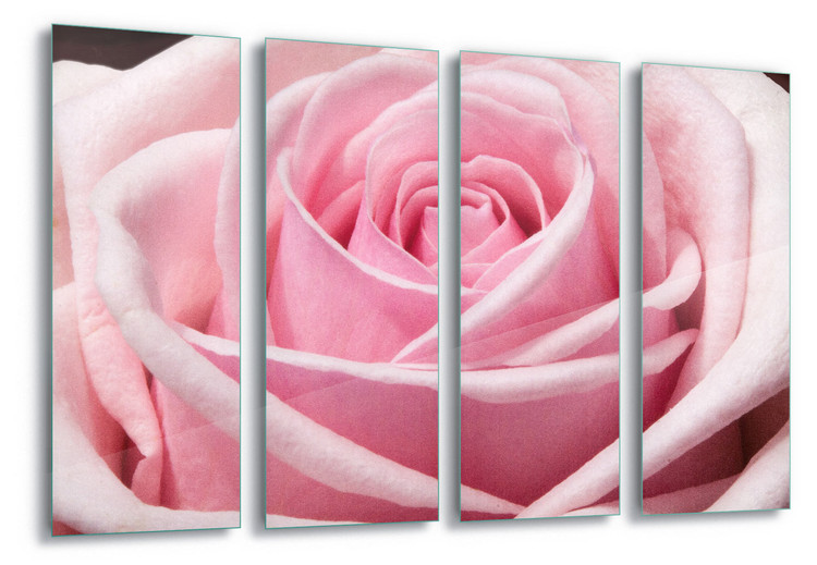 Skleněný Obraz The Sensual Rose