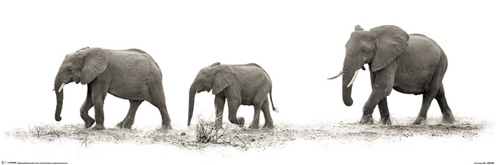 Poster Mario Moreno - The Elephants
