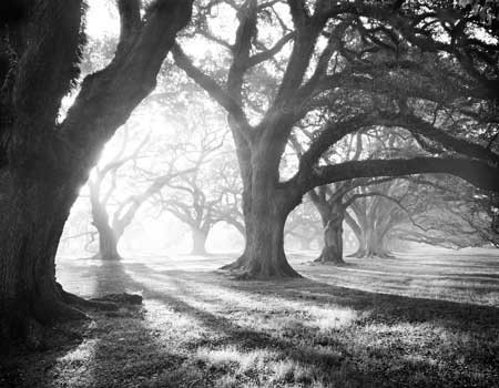 Stampa d'arte OAK ALLEY, LIGHT AND SHADOWS