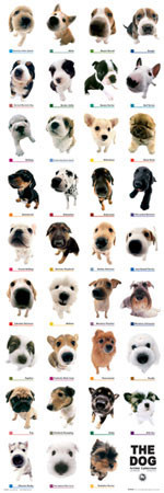 Poster The dog - collection