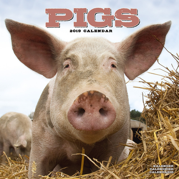 Calendario 2027 Pigs