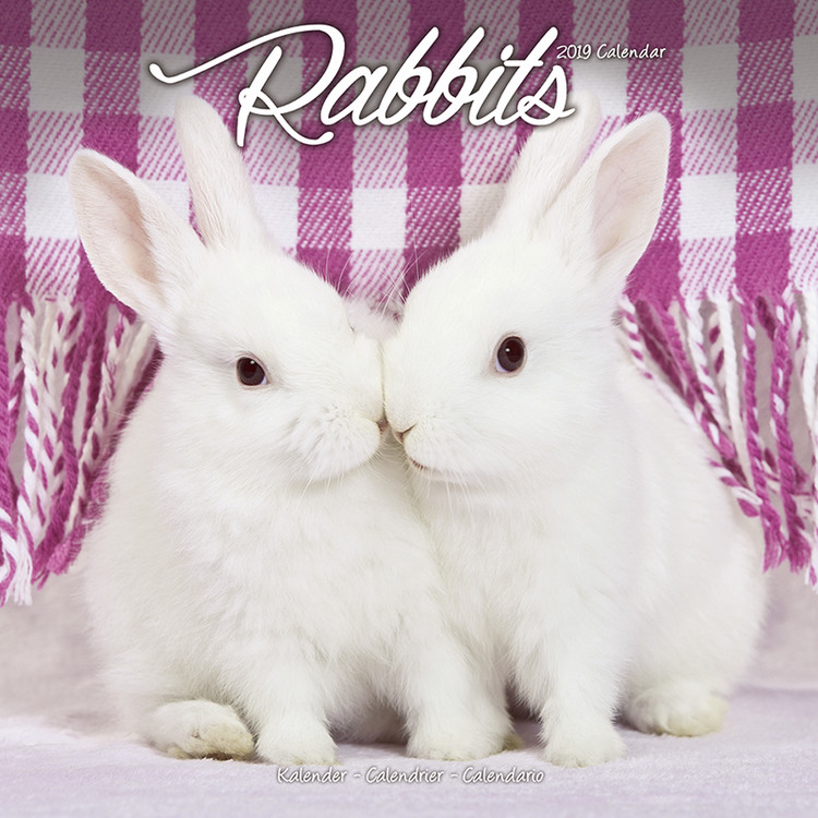 Naptár 2027 Rabbits