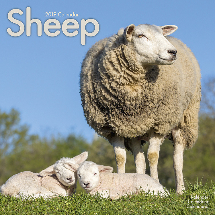 Kalender 2027 Sheep
