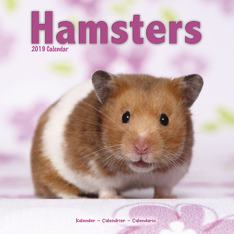 Naptár 2027 Hamsters