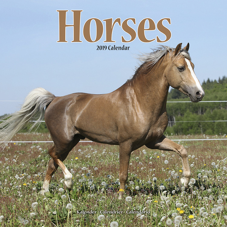 Naptár 2027 Horses