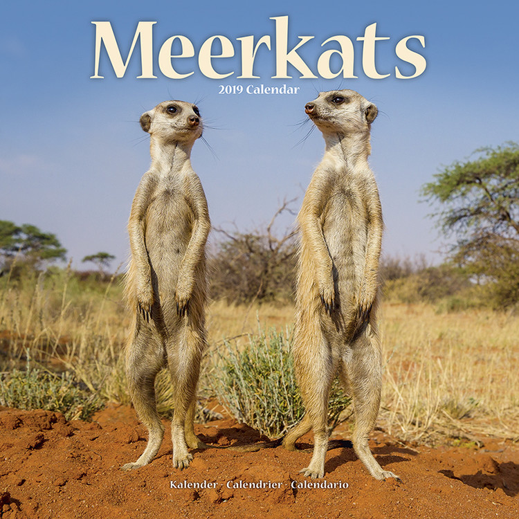 Naptár 2027 Meerkats