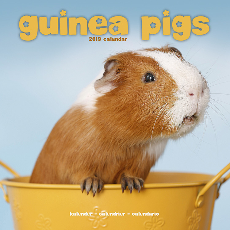 Kalender 2027 Guinea Pigs