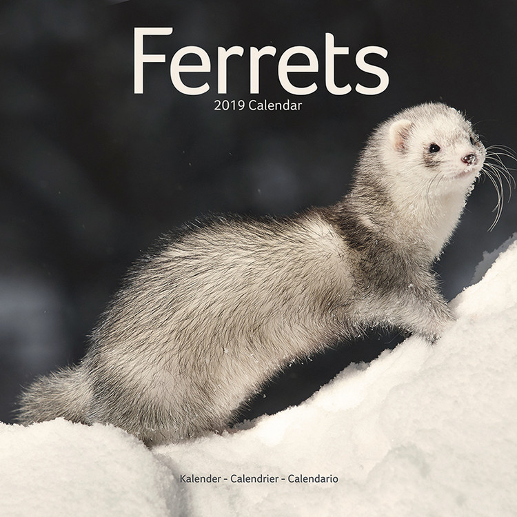 Naptár 2027 Ferrets