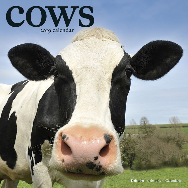 Kalender 2027 Cows