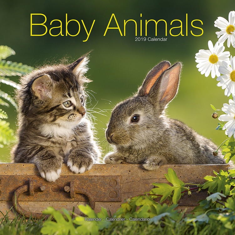 Kalender 2027 Baby Animals