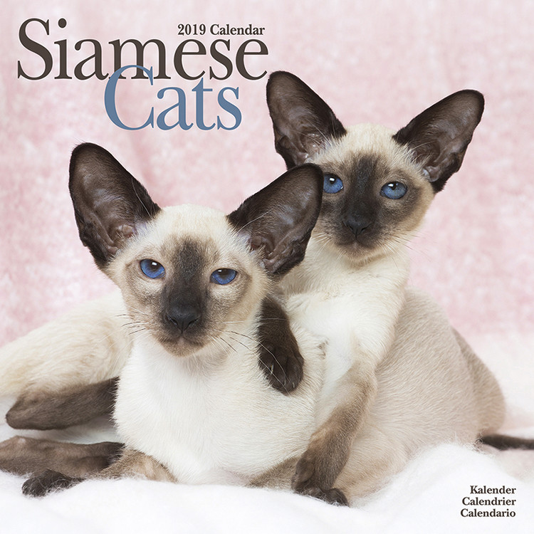 Kalender 2027 Siamese