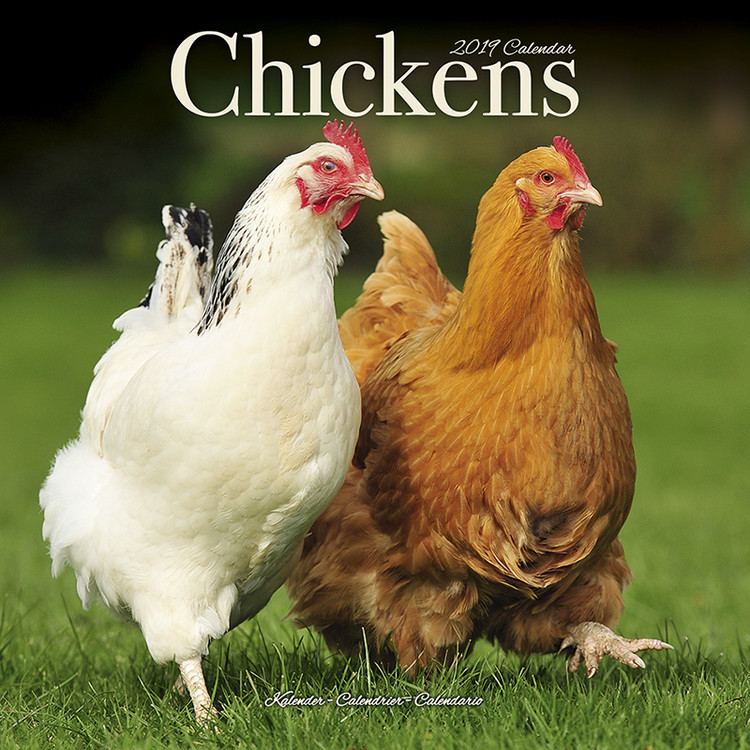 Kalender 2027 Chickens