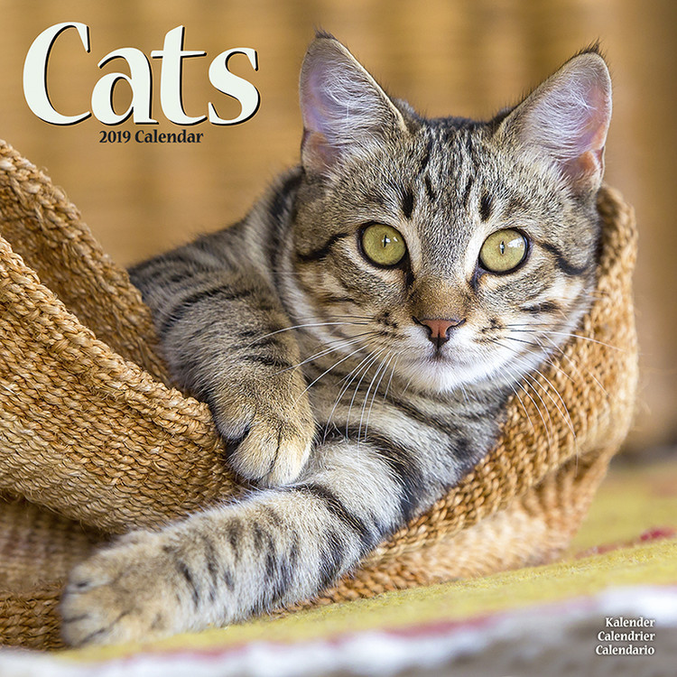 Kalender 2027 Cats