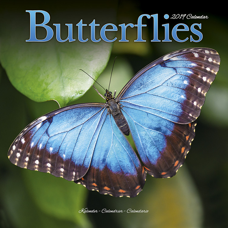 Naptár 2027 Butterflies