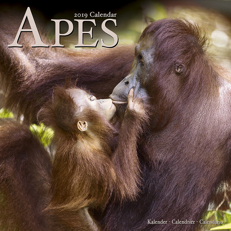 Naptár 2027 Apes