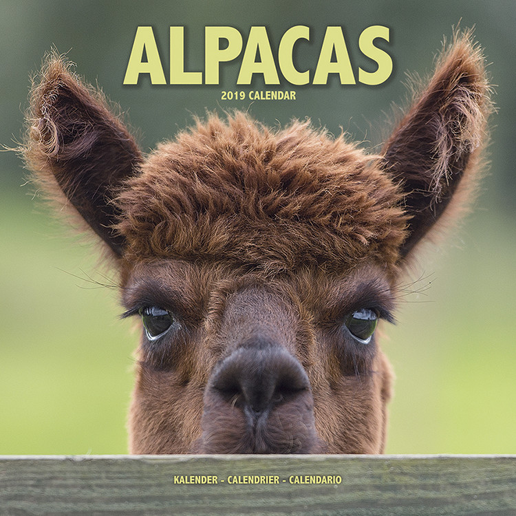 Naptár 2027 Alpacas