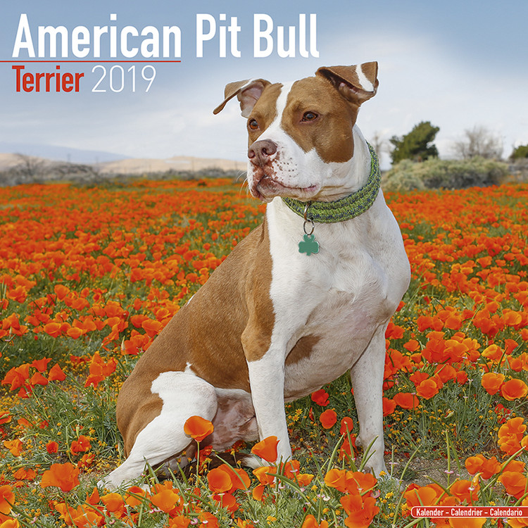 Calendario 2027 American Pit Bull Terrier
