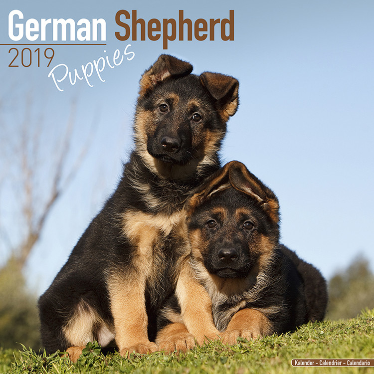 Calendario 2027 German Shepherd Puppies
